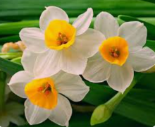 پیاز گل نرگس 10 عدد