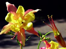 بذر گل تاج الملوک بسته 10 عددی-رنگ داخل عکس