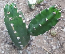 بذر کاکتوس تیغ مشکی 20عددی