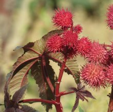 بذر گیاه کرچک(بسته 5 تایی)