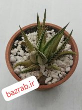 هاورتیا گورخری ابلق